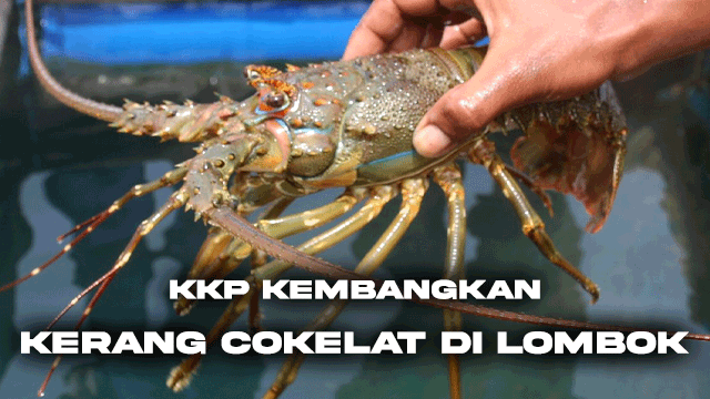 KKP Kembangkan Kerang Cokelat di Lombok