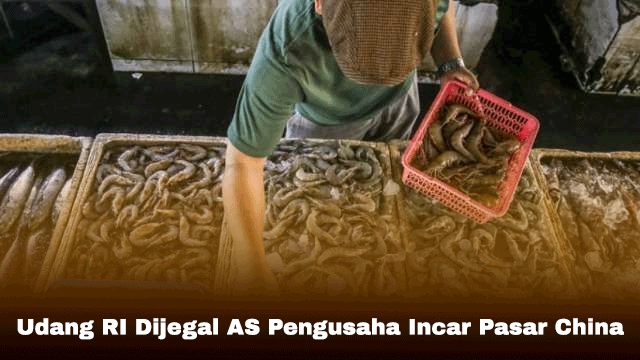 Udang RI Dijegal AS Pengusaha Incar Pasar China